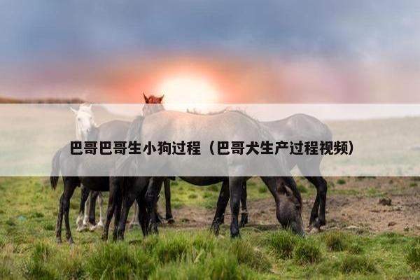 巴哥巴哥生小狗过程（巴哥犬生产过程视频）