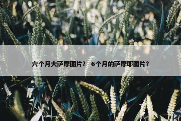 六个月大萨摩图片？ 6个月的萨摩耶图片？