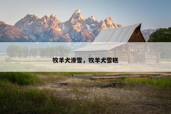 牧羊犬滑雪，牧羊犬雪糕