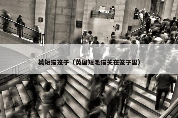英短猫笼子（英国短毛猫关在笼子里）
