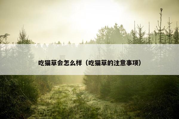 吃猫草会怎么样（吃猫草的注意事项）
