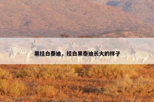 黑挂白泰迪，挂白黑泰迪长大的样子
