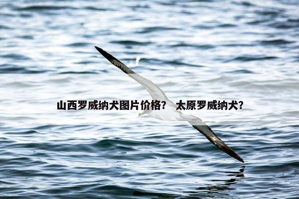 山西罗威纳犬图片价格？ 太原罗威纳犬？
