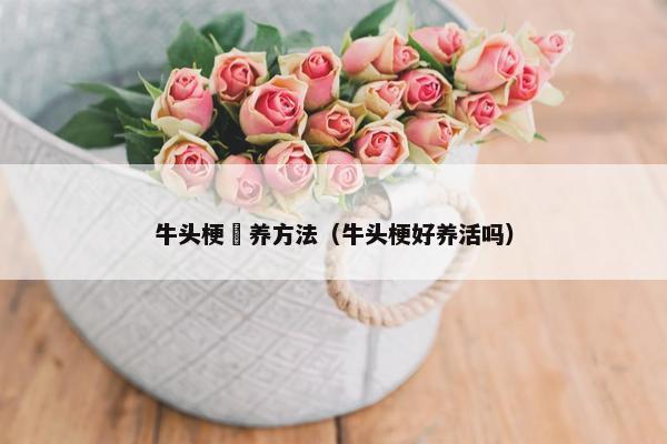 牛头梗鉰养方法（牛头梗好养活吗）