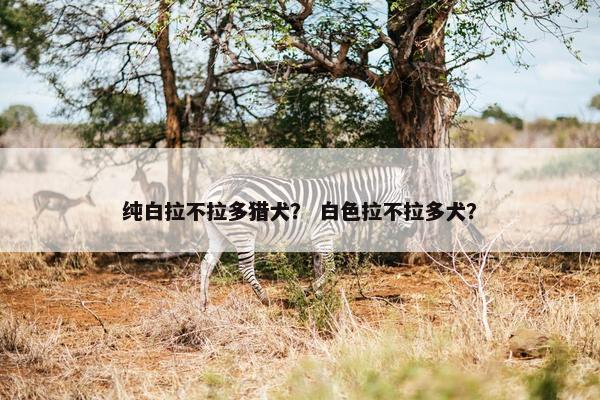 纯白拉不拉多猎犬？ 白色拉不拉多犬？