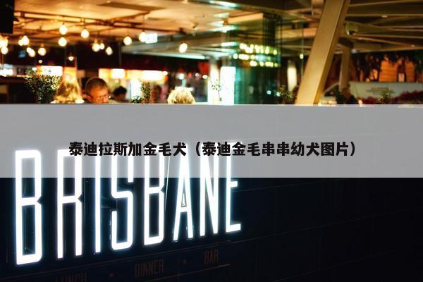 泰迪拉斯加金毛犬（泰迪金毛串串幼犬图片）