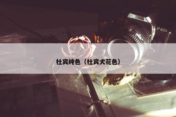杜宾纯色（杜宾犬花色）