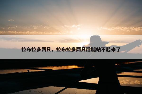 拉布拉多两只，拉布拉多两只后腿站不起来了