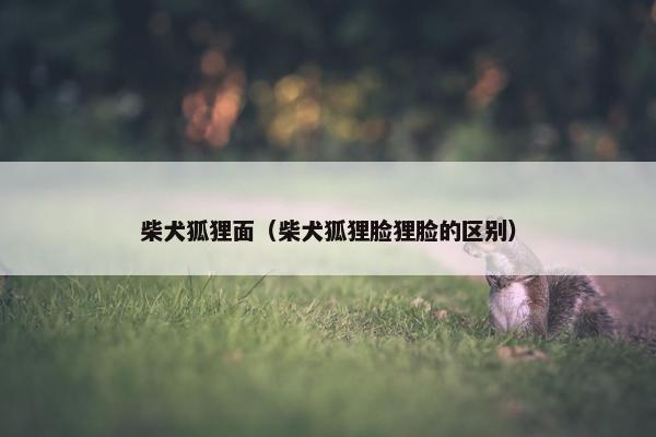 柴犬狐狸面（柴犬狐狸脸狸脸的区别）