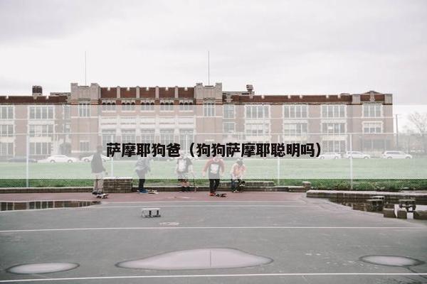 萨摩耶狗爸（狗狗萨摩耶聪明吗）