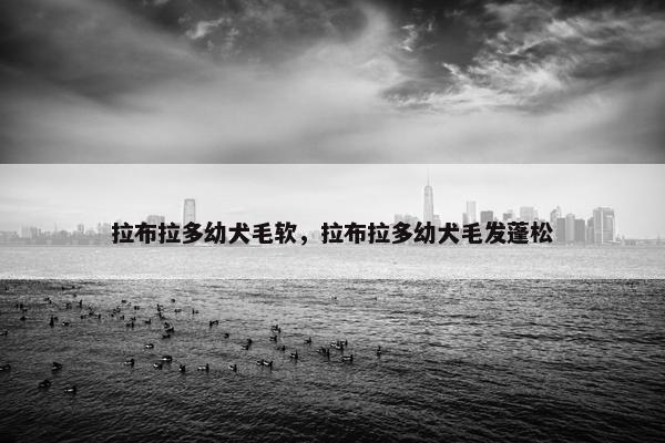 拉布拉多幼犬毛软，拉布拉多幼犬毛发蓬松