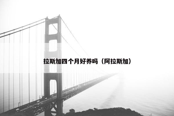 拉斯加四个月好养吗（阿拉斯加）