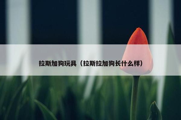 拉斯加狗玩具（拉斯拉加狗长什么样）