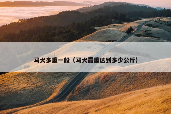 马犬多重一般（马犬最重达到多少公斤）