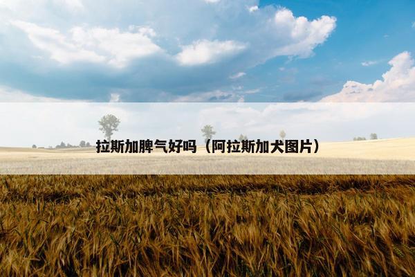 拉斯加脾气好吗（阿拉斯加犬图片）