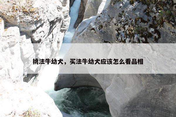 挑法牛幼犬，买法牛幼犬应该怎么看品相