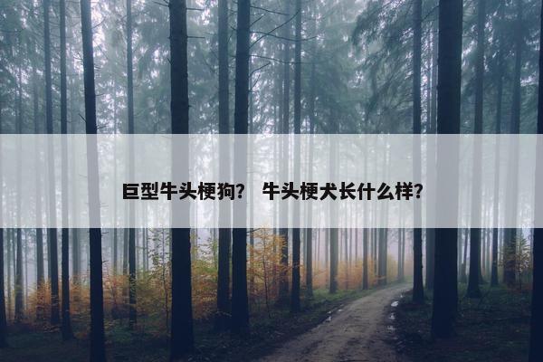 巨型牛头梗狗？ 牛头梗犬长什么样？