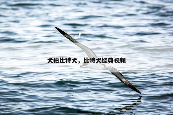 犬拍比特犬，比特犬经典视频