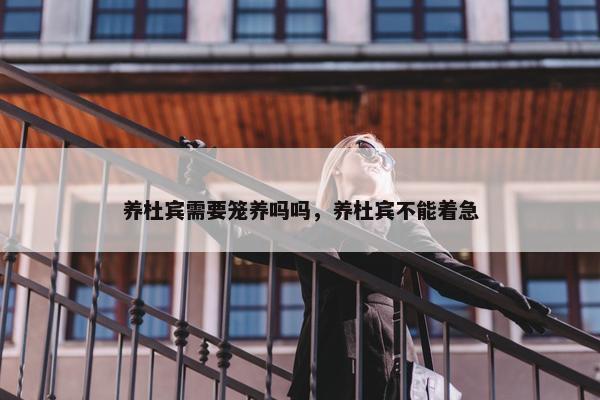 养杜宾需要笼养吗吗，养杜宾不能着急