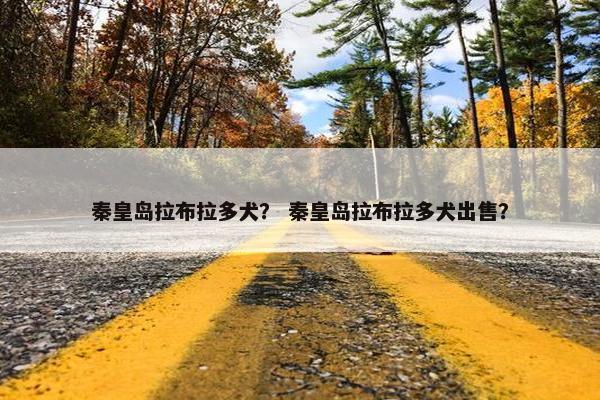 秦皇岛拉布拉多犬？ 秦皇岛拉布拉多犬出售？