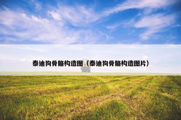 泰迪狗骨骼构造图（泰迪狗骨骼构造图片）