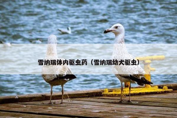 雪纳瑞体内驱虫药（雪纳瑞幼犬驱虫）