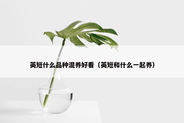 英短什么品种混养好看（英短和什么一起养）