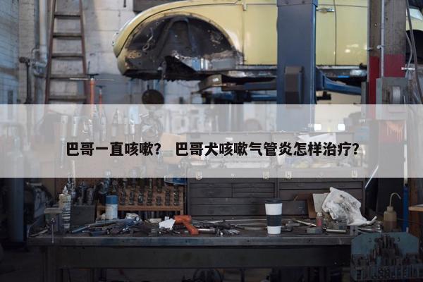 巴哥一直咳嗽？ 巴哥犬咳嗽气管炎怎样治疗？
