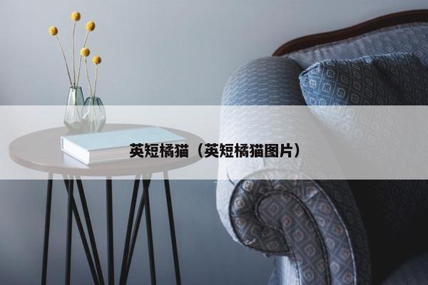 英短橘猫（英短橘猫图片）