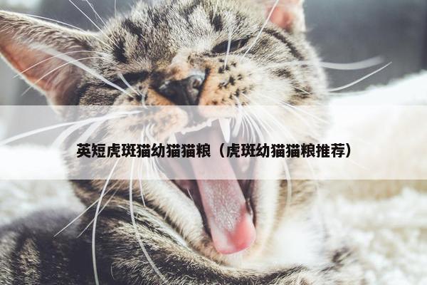 英短虎斑猫幼猫猫粮（虎斑幼猫猫粮推荐）