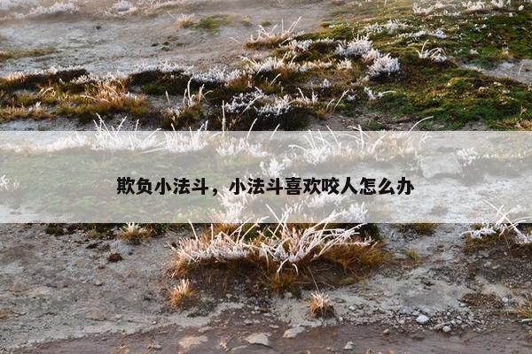 欺负小法斗，小法斗喜欢咬人怎么办
