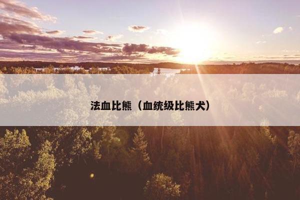 法血比熊（血统级比熊犬）