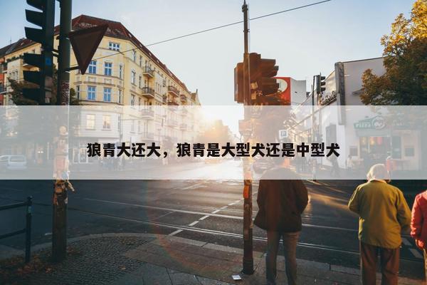 狼青大还大，狼青是大型犬还是中型犬