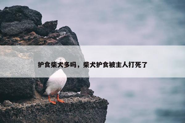 护食柴犬多吗，柴犬护食被主人打死了