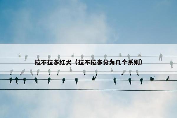 拉不拉多红犬（拉不拉多分为几个系别）