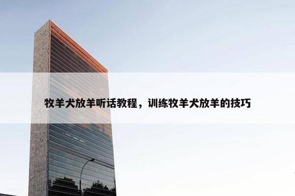 牧羊犬放羊听话教程，训练牧羊犬放羊的技巧