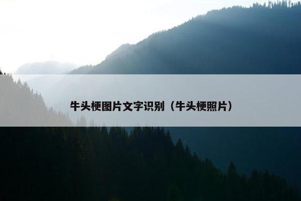 牛头梗图片文字识别（牛头梗照片）