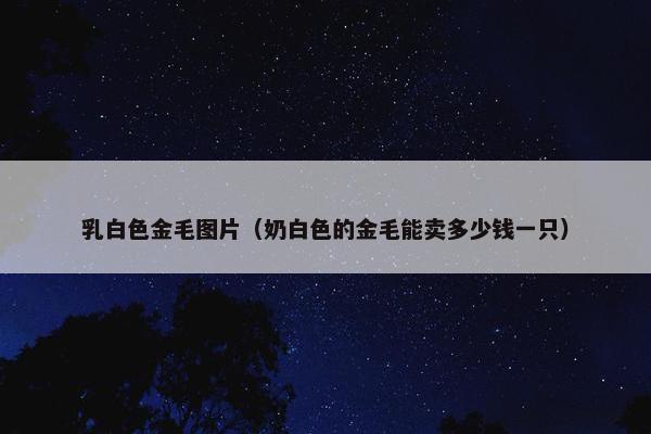 乳白色金毛图片（奶白色的金毛能卖多少钱一只）