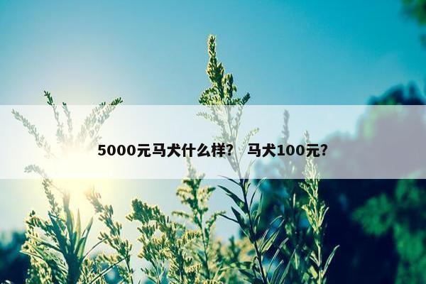 5000元马犬什么样？ 马犬100元？