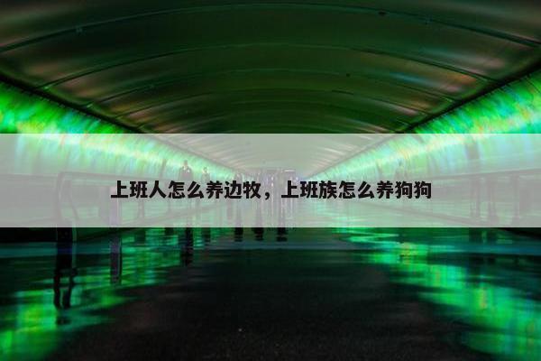 上班人怎么养边牧，上班族怎么养狗狗