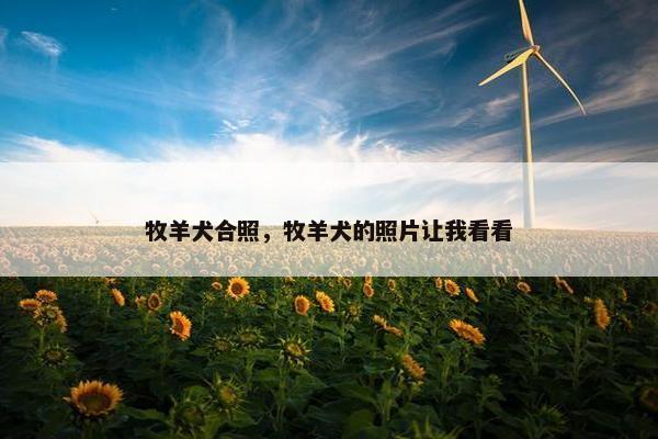 牧羊犬合照，牧羊犬的照片让我看看