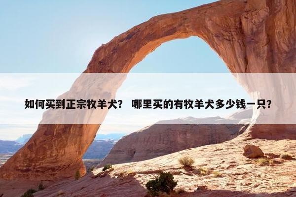 如何买到正宗牧羊犬？ 哪里买的有牧羊犬多少钱一只？