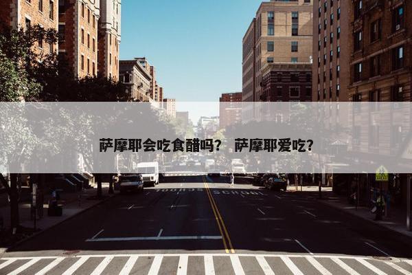 萨摩耶会吃食醋吗？ 萨摩耶爱吃？
