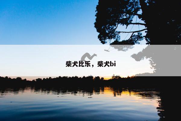 柴犬比乐，柴犬bi