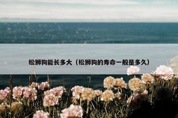 松狮狗能长多大（松狮狗的寿命一般是多久）