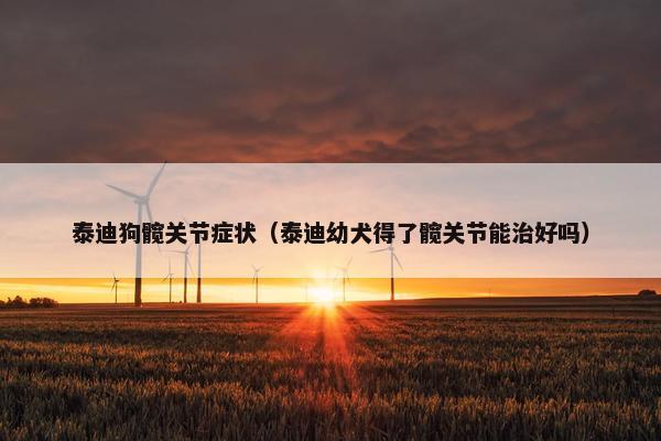 泰迪狗髋关节症状（泰迪幼犬得了髋关节能治好吗）
