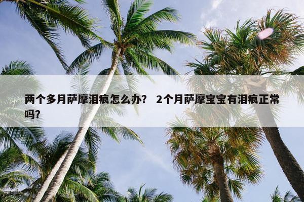 两个多月萨摩泪痕怎么办？ 2个月萨摩宝宝有泪痕正常吗？