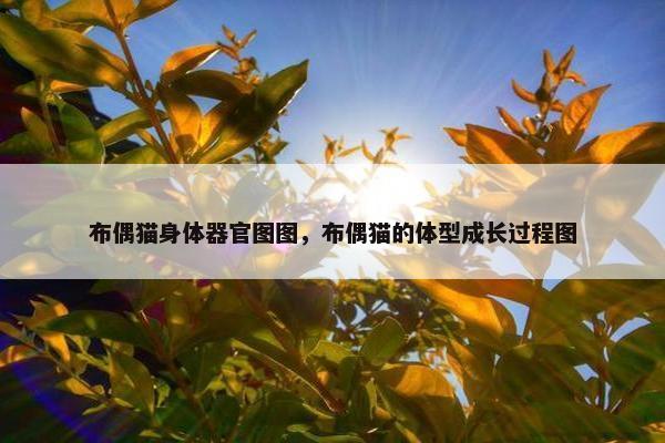 布偶猫身体器官图图，布偶猫的体型成长过程图
