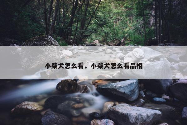 小柴犬怎么看，小柴犬怎么看品相