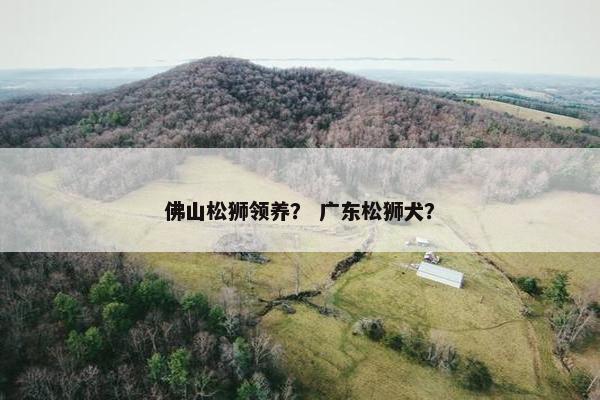 佛山松狮领养？ 广东松狮犬？